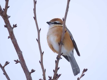 Bull-headed Shrike 福岡県宮若市 Sat, 1/9/2021