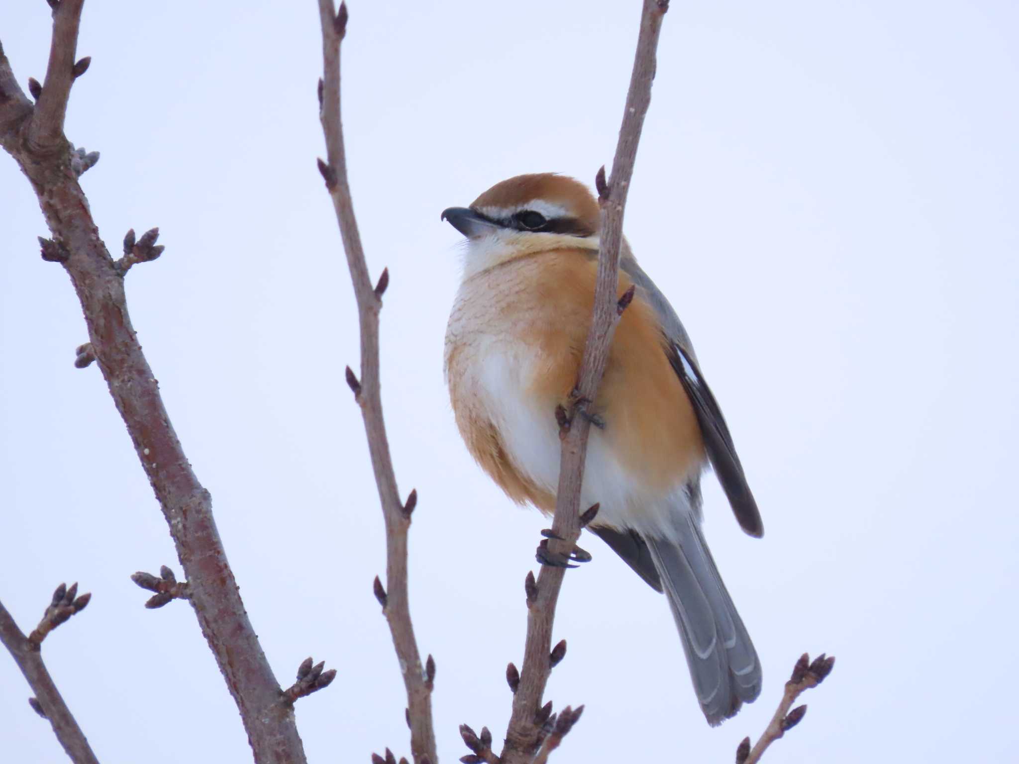 Photo of Bull-headed Shrike at 福岡県宮若市 by 重い金属