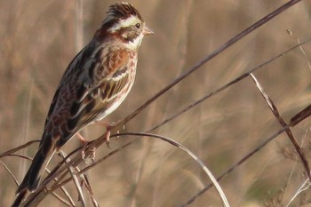 Rustic Bunting 岡山百間川 Sun, 2/21/2021