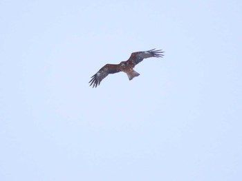 Osprey 福岡県宮若市 Sat, 1/9/2021