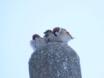 Eurasian Tree Sparrow 福岡県宮若市 Sat, 1/9/2021