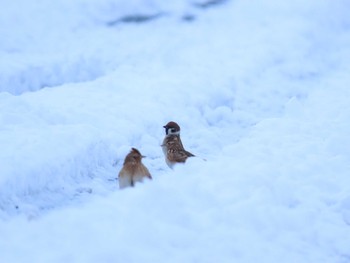 Rustic Bunting 福岡県宮若市 Sat, 1/9/2021