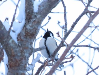 Japanese Tit 福岡県宮若市 Sat, 1/9/2021