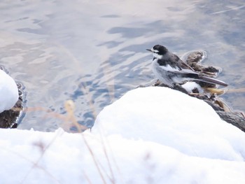 White Wagtail 福岡県宮若市 Sun, 1/10/2021