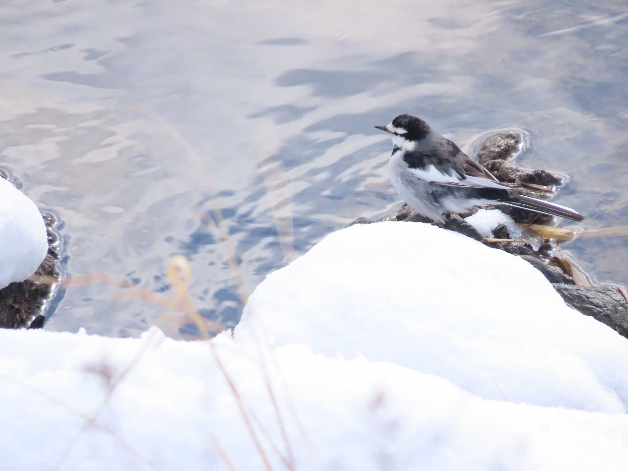 Photo of White Wagtail at 福岡県宮若市 by 重い金属