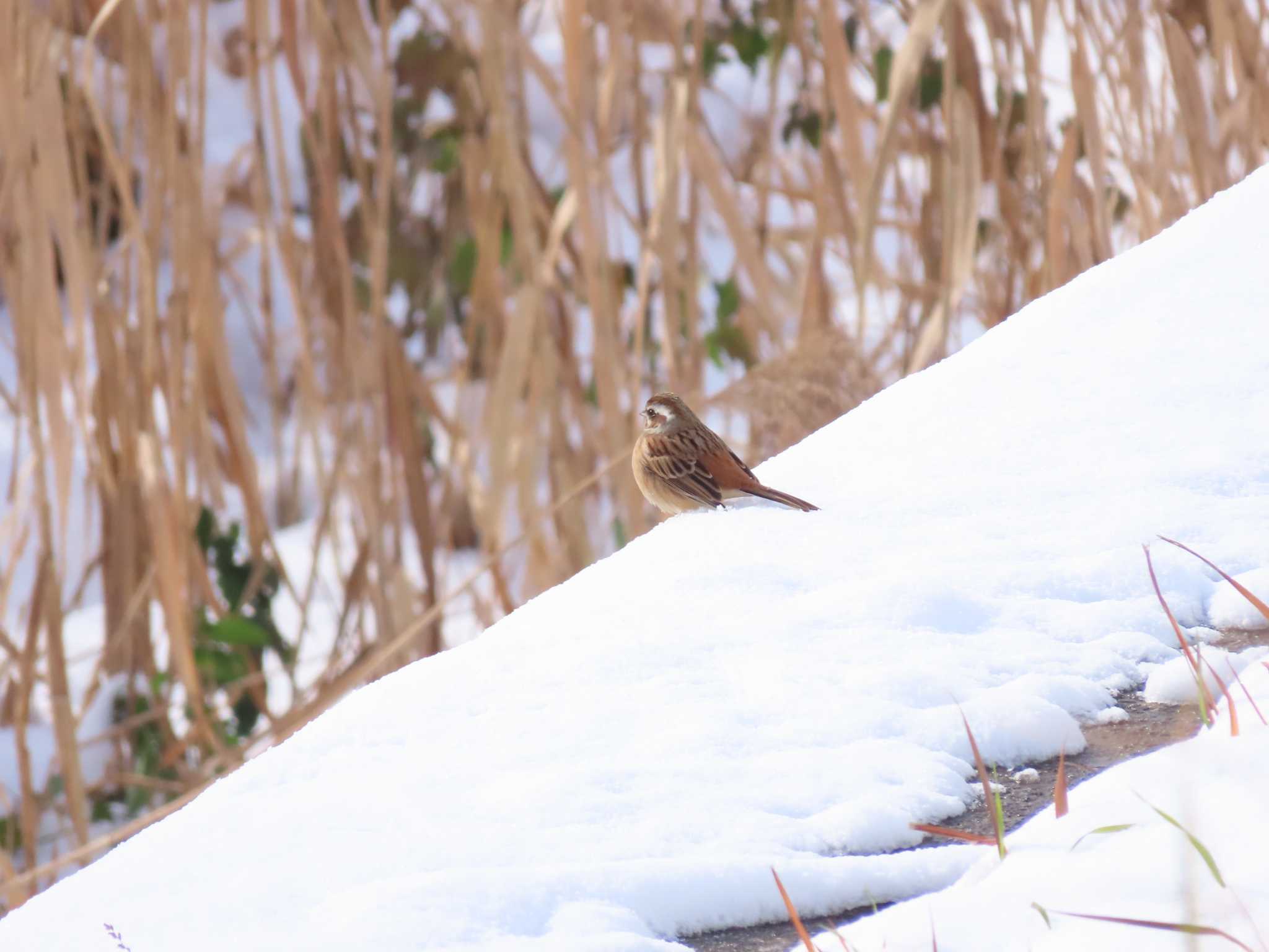 Photo of Meadow Bunting at 福岡県宮若市 by 重い金属