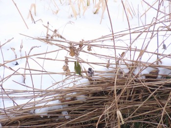 Warbling White-eye 福岡県宮若市 Sun, 1/10/2021