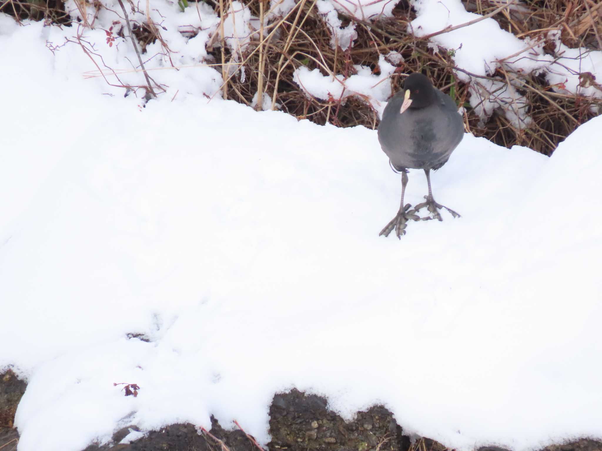 Photo of Eurasian Coot at 福岡県宮若市 by 重い金属