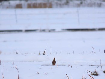 Rustic Bunting 福岡県宮若市 Sun, 1/10/2021