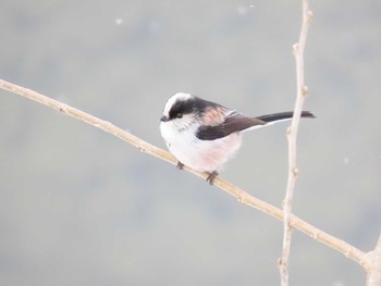 Long-tailed Tit 福岡県宮若市 Sun, 1/10/2021