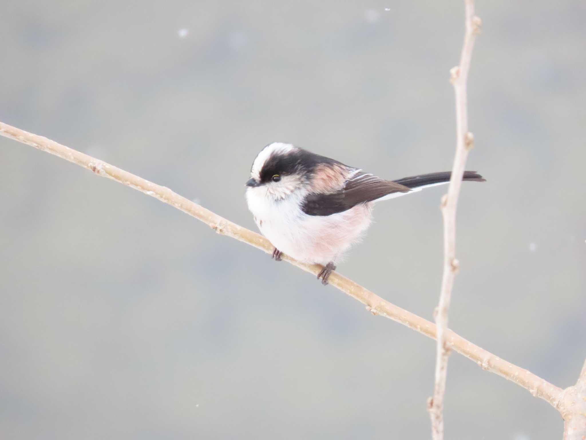 Photo of Long-tailed Tit at 福岡県宮若市 by 重い金属