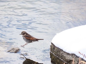 Dusky Thrush 福岡県宮若市 Sun, 1/10/2021