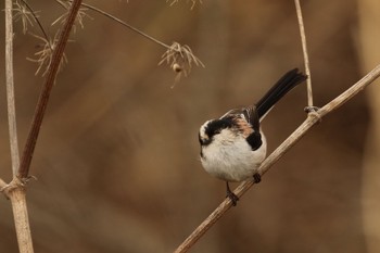 Japanese Tit 竹田市 イナバダム Mon, 2/22/2021