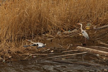 Grey Heron 稲葉ダム Mon, 2/22/2021