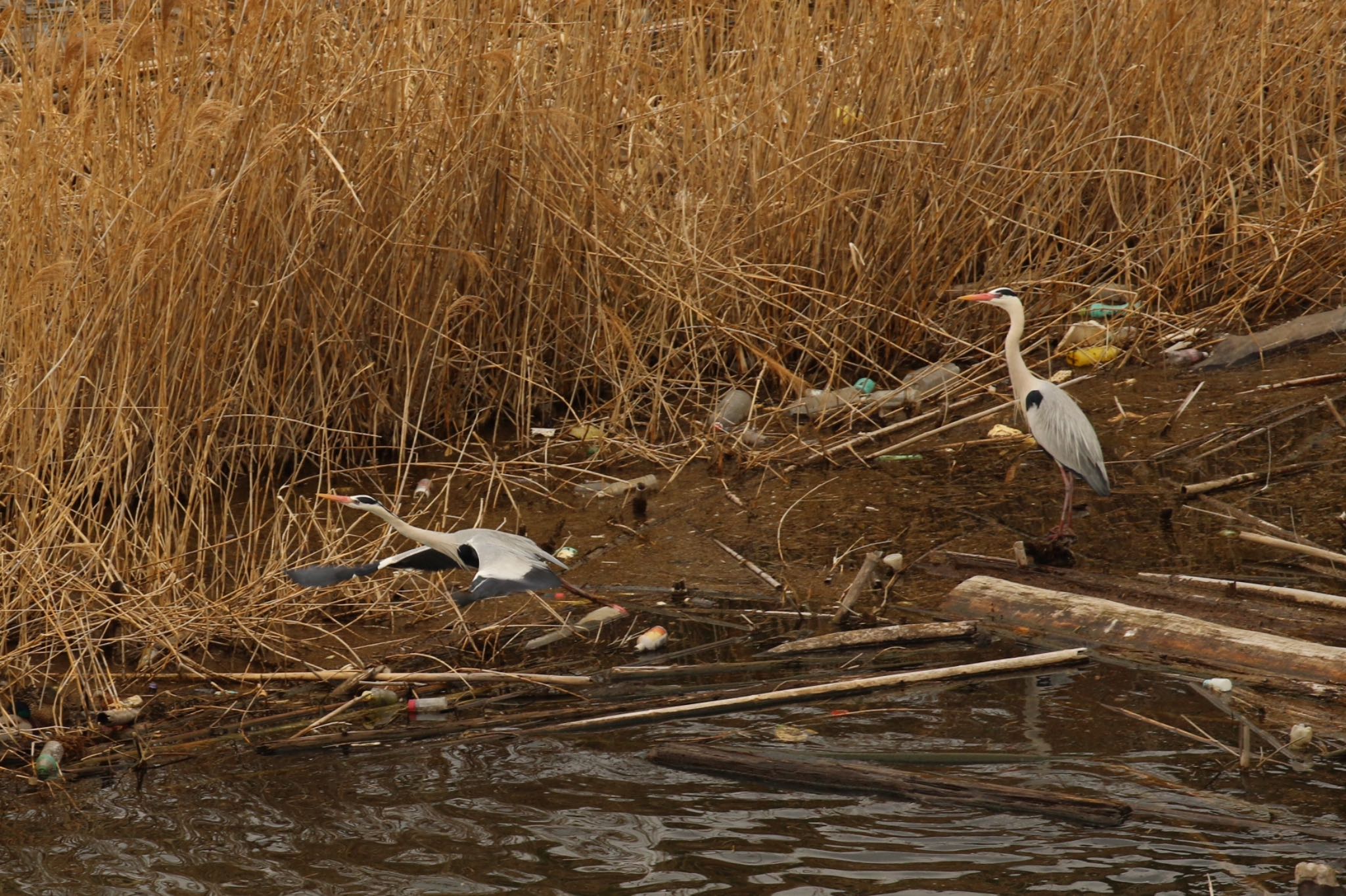 Photo of Grey Heron at 稲葉ダム by 阿南 アツミ