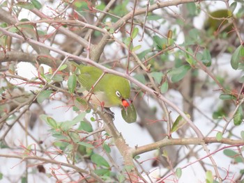 Warbling White-eye 福岡県宮若市 Sun, 1/10/2021