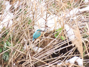 Common Kingfisher 福岡県宮若市 Sun, 1/10/2021