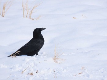 Carrion Crow 福岡県宮若市 Sun, 1/10/2021