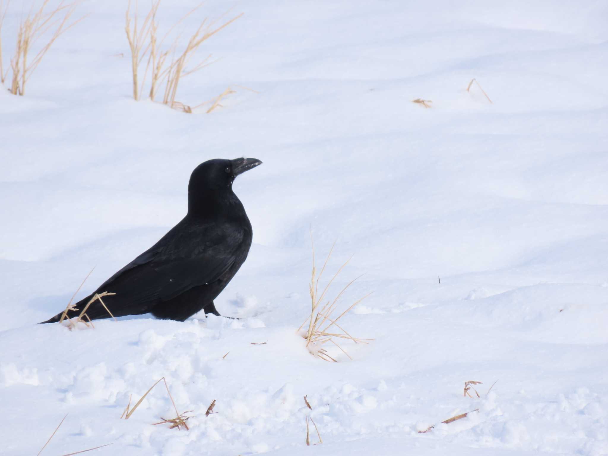 Photo of Carrion Crow at 福岡県宮若市 by 重い金属