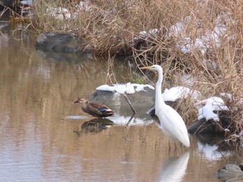 Eastern Spot-billed Duck 福岡県宮若市 Sun, 1/10/2021