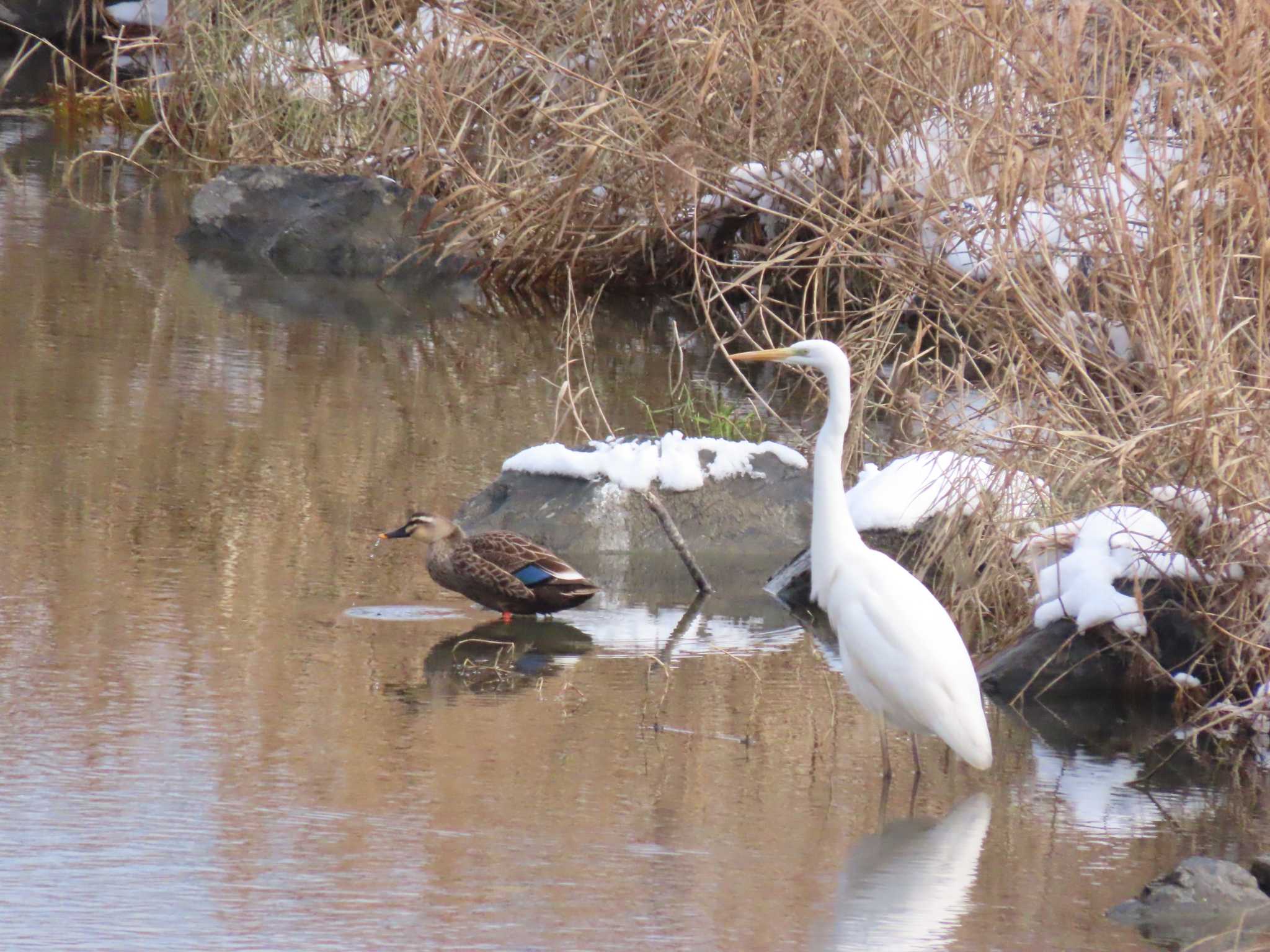 Photo of Eastern Spot-billed Duck at 福岡県宮若市 by 重い金属