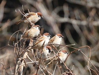 Eurasian Tree Sparrow 太白山自然観察の森 Sun, 2/21/2021