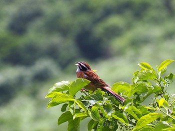 ホオジロ 伊吹山 撮影日未設定