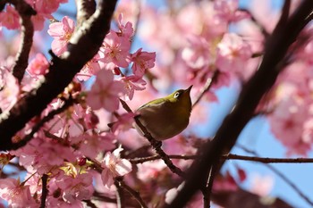 2021年2月20日(土) 松田山(神奈川県松田町)の野鳥観察記録