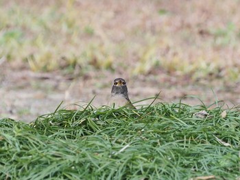 Pale Thrush 岐阜公園 Sun, 1/17/2021