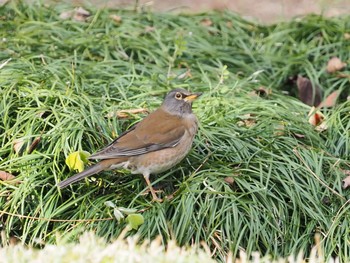 Pale Thrush 岐阜公園 Sun, 1/17/2021