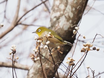 Warbling White-eye 岐阜公園 Sun, 1/17/2021