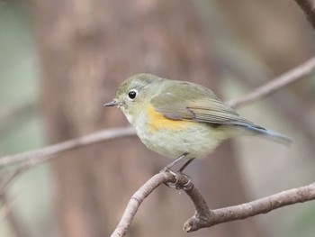 Red-flanked Bluetail 岐阜公園 Sun, 1/17/2021