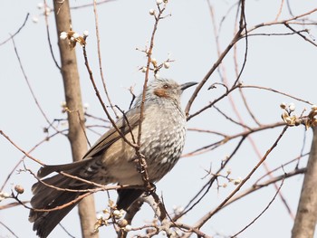 Brown-eared Bulbul 岐阜公園 Sun, 1/17/2021