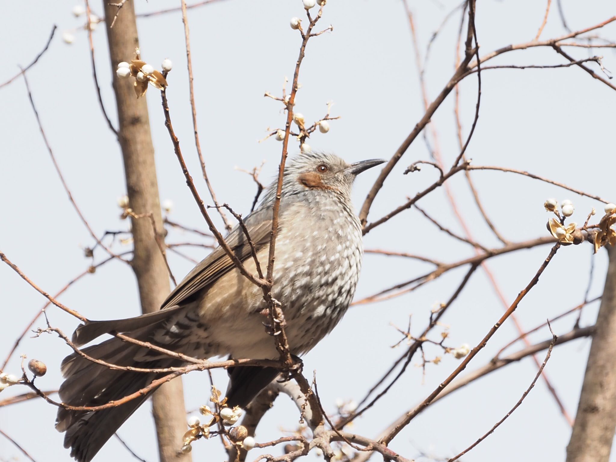 Photo of Brown-eared Bulbul at 岐阜公園 by 未月