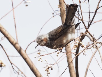 Brown-eared Bulbul 岐阜公園 Sun, 1/17/2021