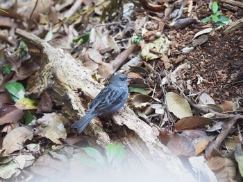 Grey Bunting 岐阜公園 Sun, 12/27/2020