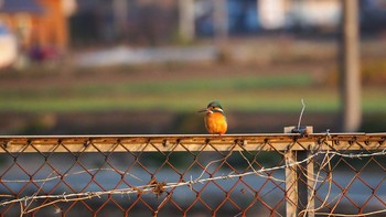 カワセミ 小山運動公園 2021年2月20日(土)