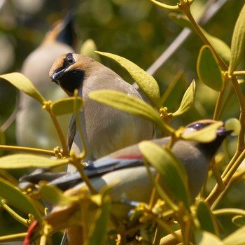 Japanese Waxwing Higashitakane Forest park Mon, 2/22/2021