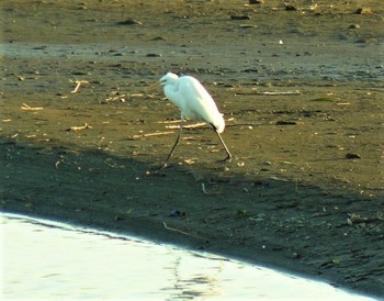 Great Egret 酒匂川河口 Fri, 2/19/2021