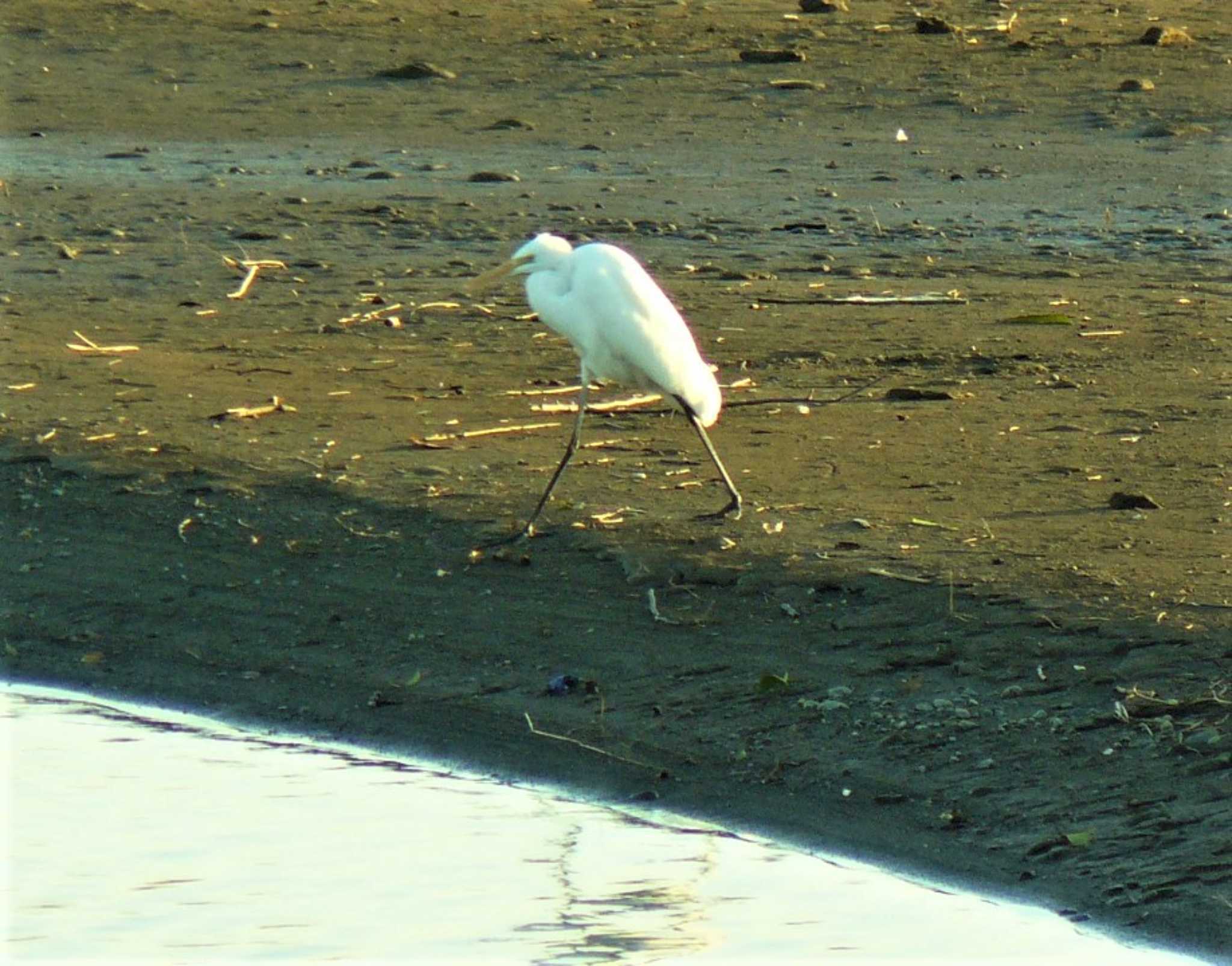 Photo of Great Egret at 酒匂川河口 by koshi