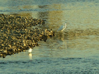 Medium Egret 酒匂川河口 Fri, 2/19/2021