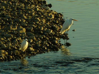 Little Egret 酒匂川河口 Fri, 2/19/2021