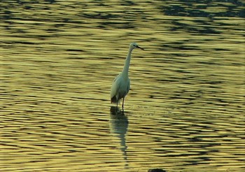 Little Egret 酒匂川河口 Fri, 2/19/2021