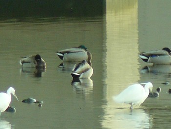 Mallard 酒匂川河口 Fri, 2/19/2021