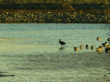 Black Scoter 酒匂川河口 Fri, 2/19/2021