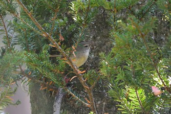 Japanese Bush Warbler 京都府立植物園 Sun, 12/27/2020