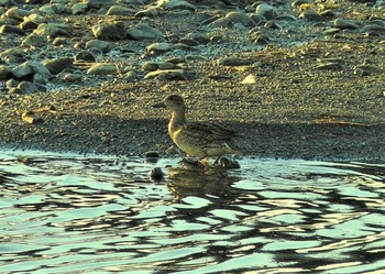 Northern Pintail 酒匂川河口 Fri, 2/19/2021