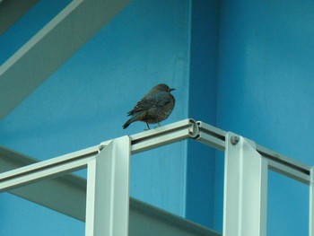 Blue Rock Thrush 酒匂川河口 Fri, 2/19/2021