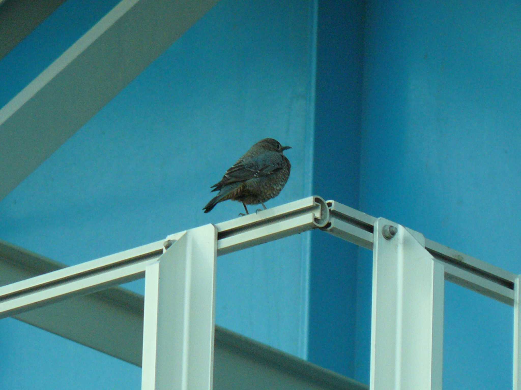 Photo of Blue Rock Thrush at 酒匂川河口 by koshi