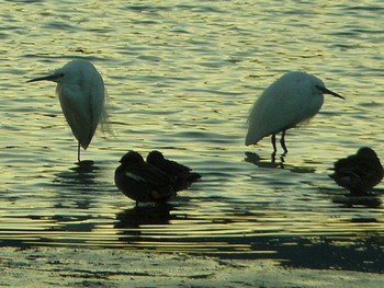 Medium Egret 酒匂川河口 Fri, 2/19/2021